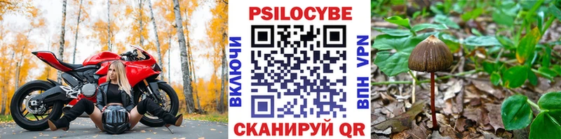 Псилоцибиновые грибы Psilocybe  Волгореченск 
